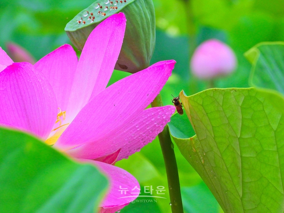 주천면의 연꽃