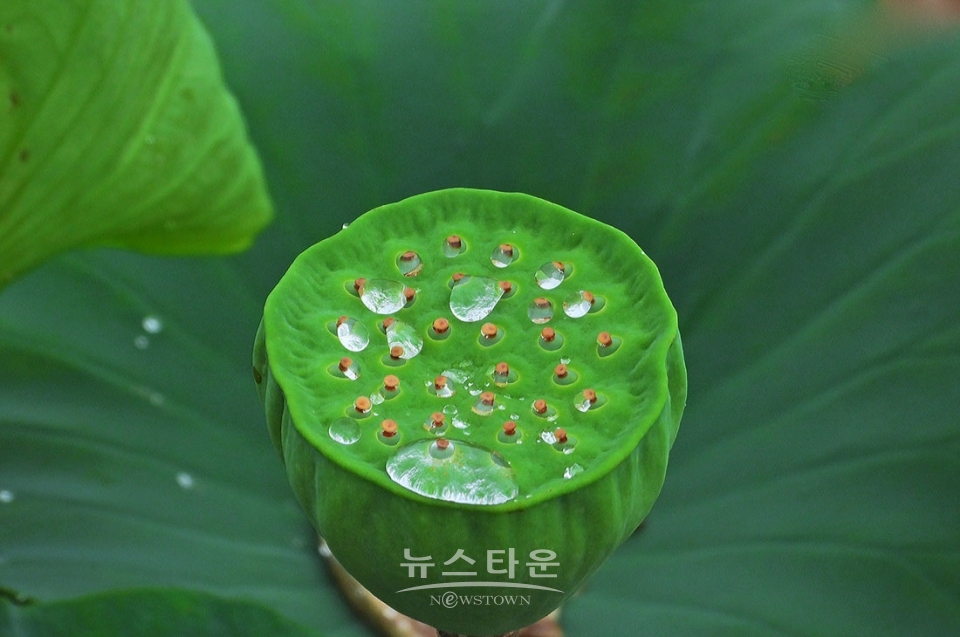 주천면의 연꽃