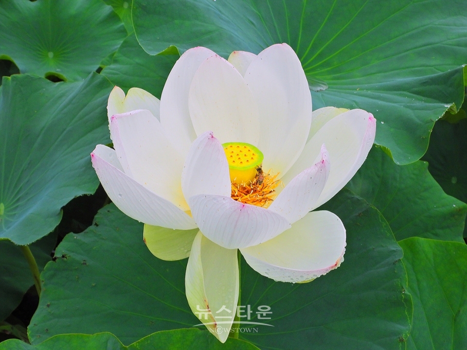 주천면의 연꽃