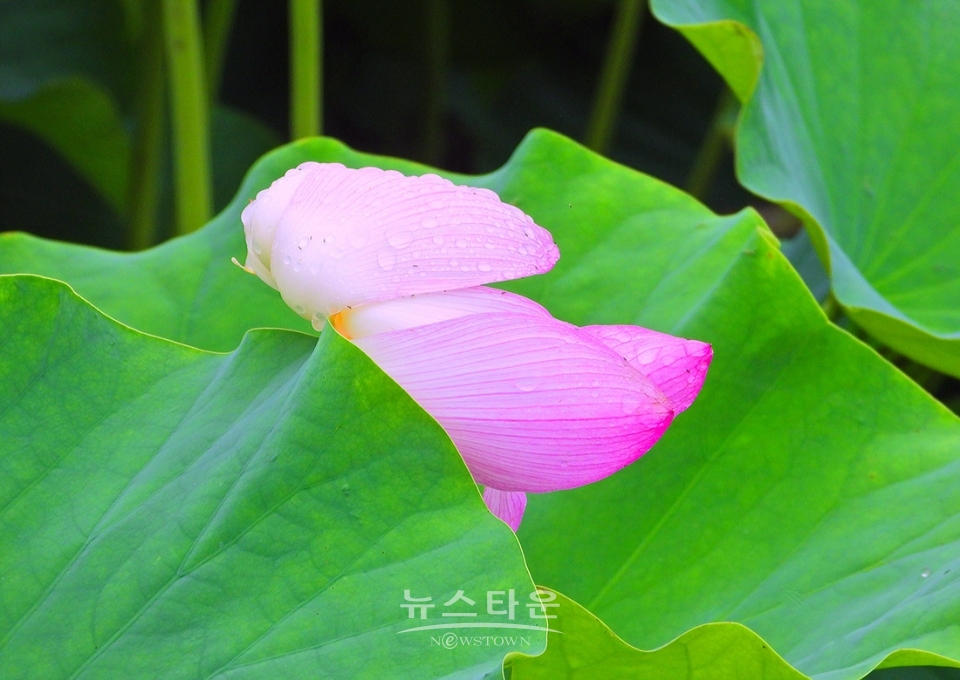 주천면의 연꽃