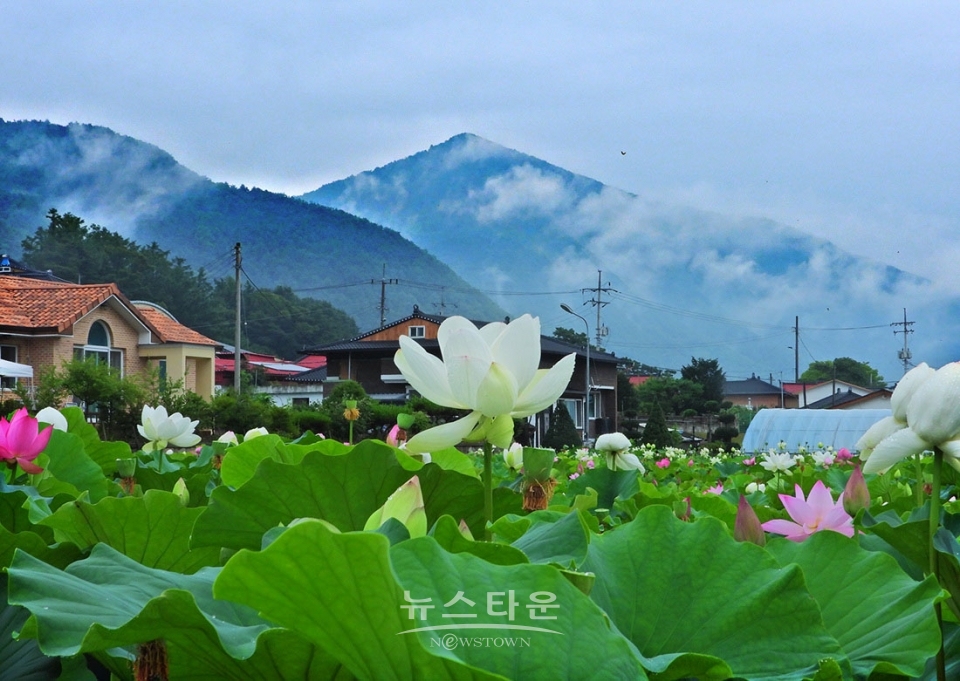 주천면의 연꽃
