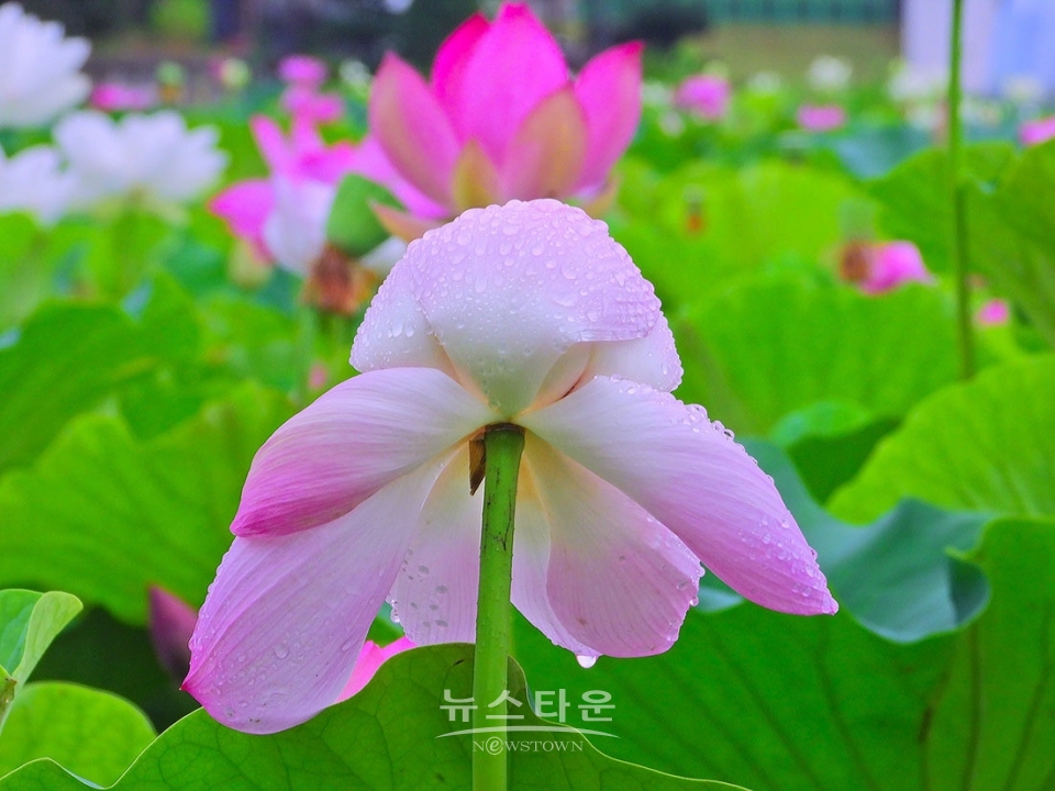 주천면의 연꽃