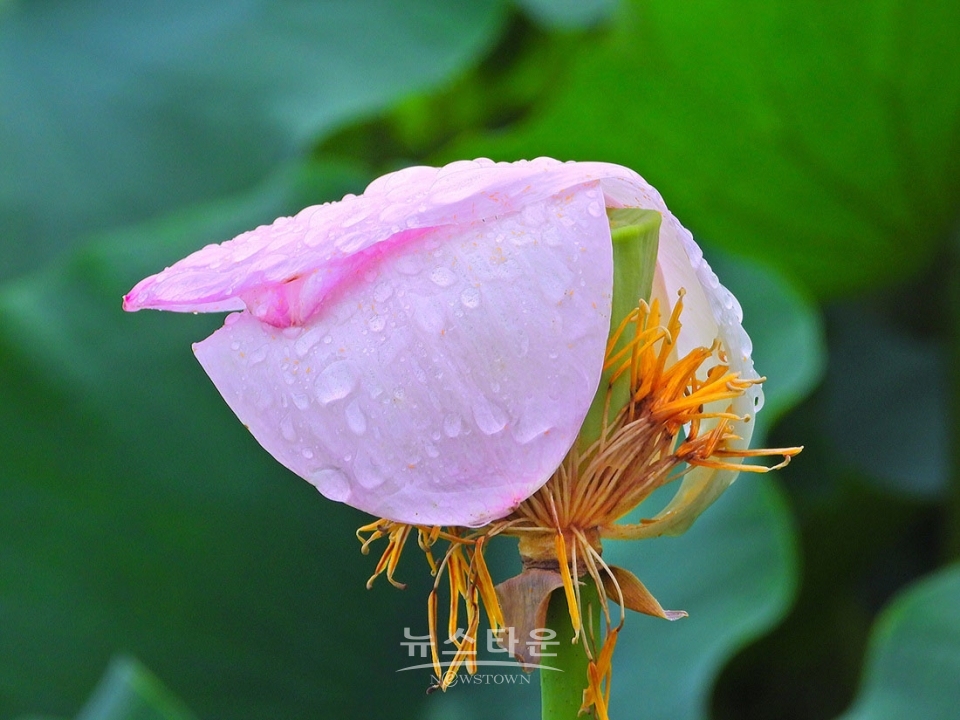 주천면의 연꽃