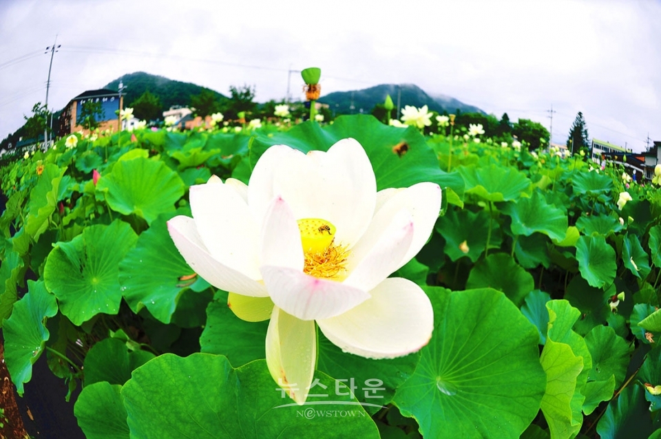 주천면의 연꽃