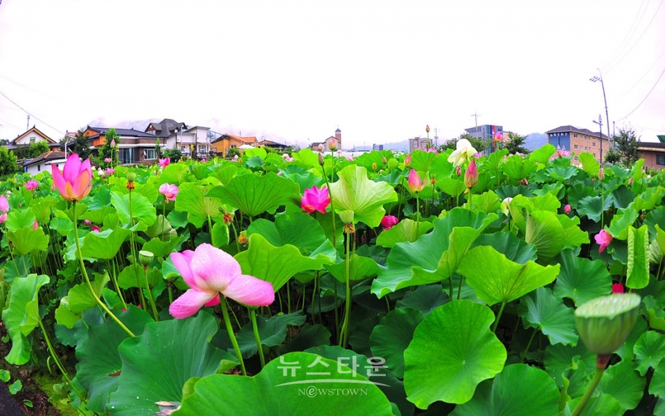 주천면의 연꽃