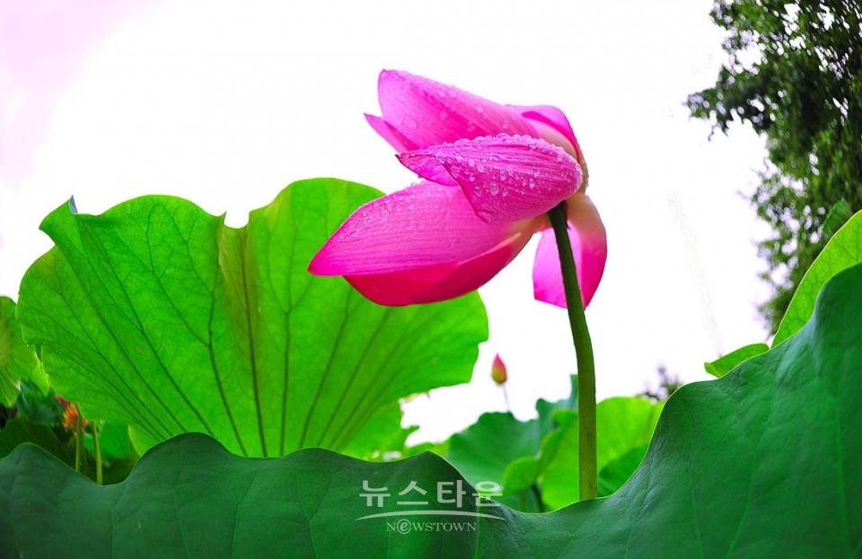 주천면의 연꽃