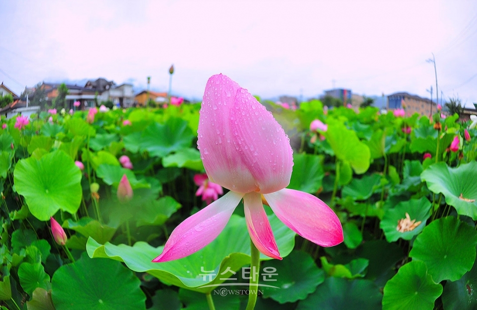 주천면의 연꽃
