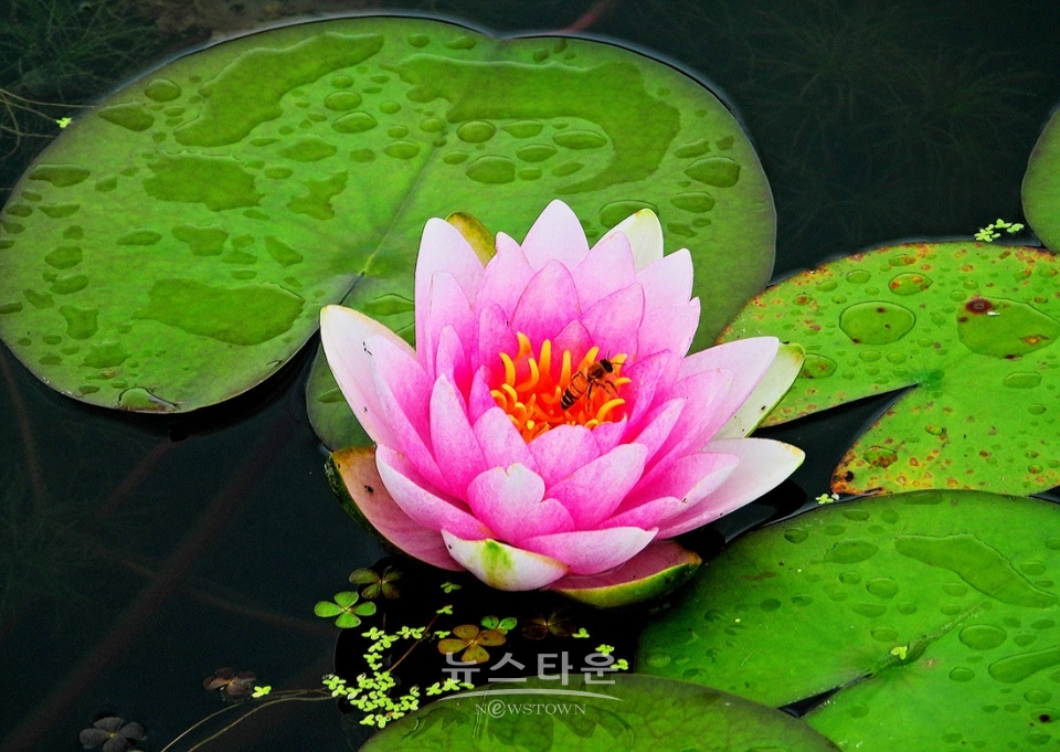 주천면의 연꽃