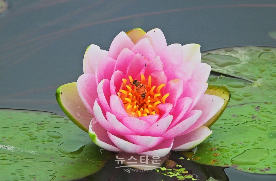 주천면의 연꽃