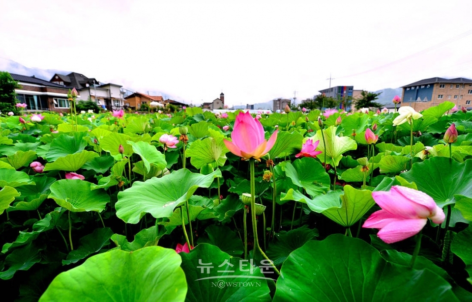 주천면의 연꽃
