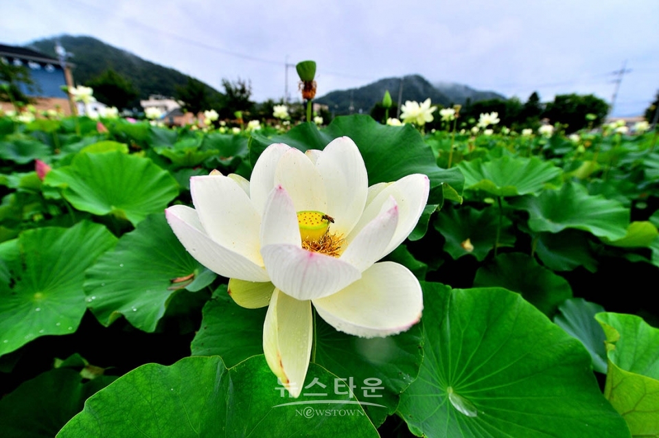 주천면의 연꽃