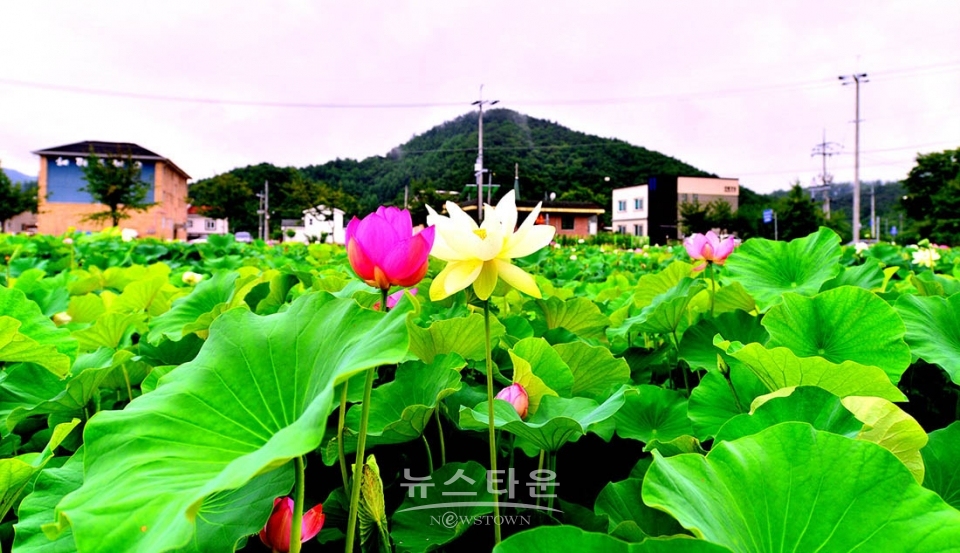 주천면의 연꽃