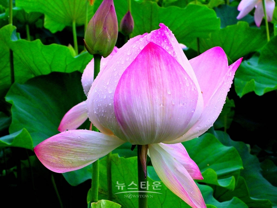 주천면의 연꽃