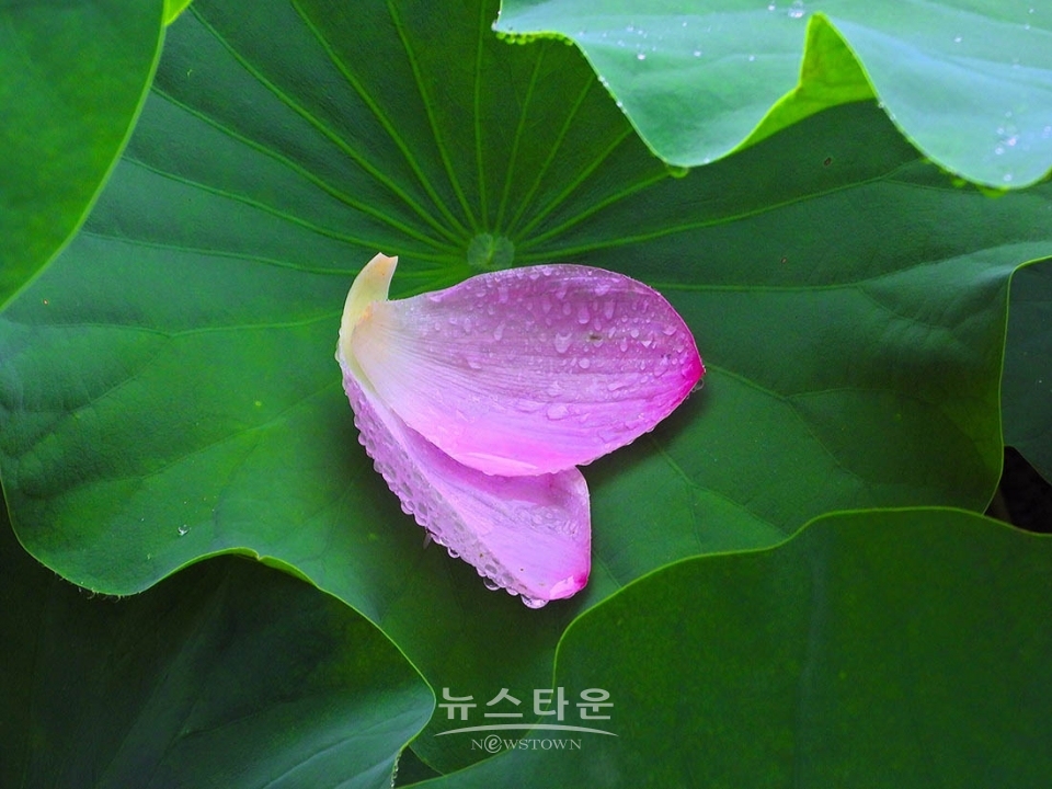 주천면의 연꽃