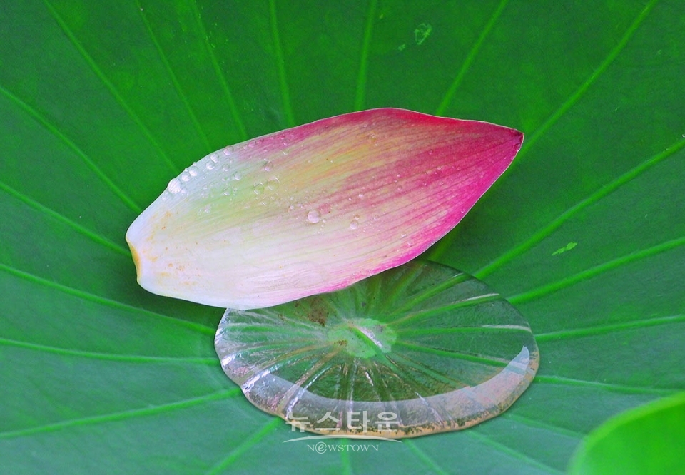 주천면의 연꽃