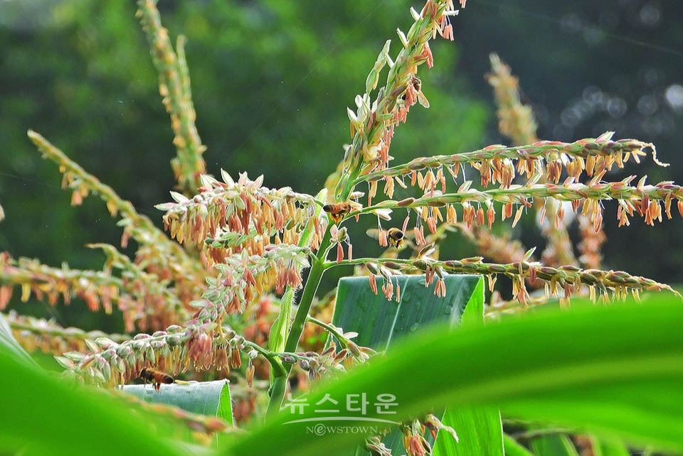옥수수 개꼬리