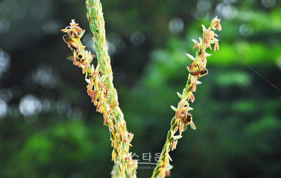 옥수수 개꼬리