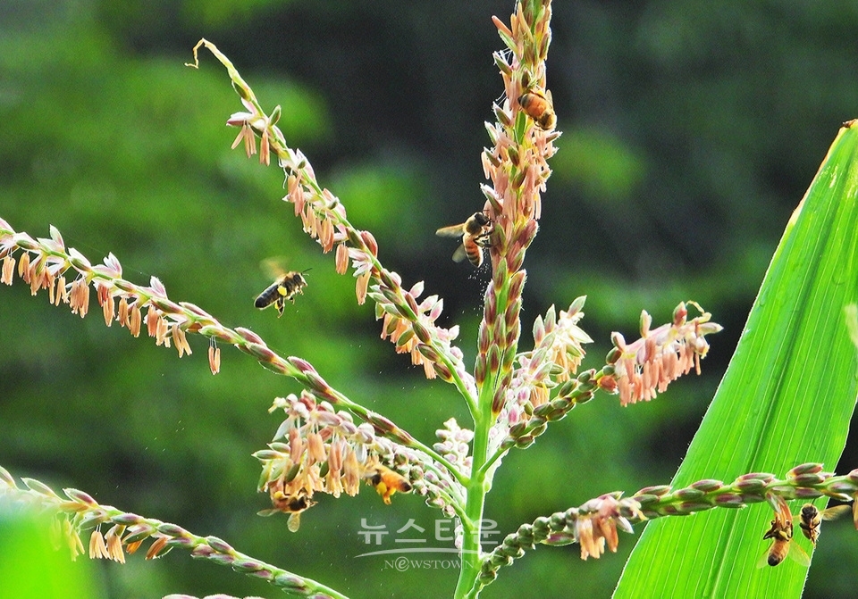 옥수수 개꼬리
