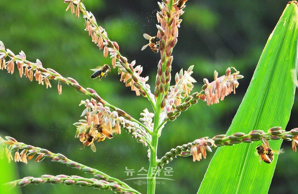 옥수수 개꼬리