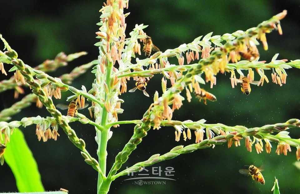 옥수수 개꼬리
