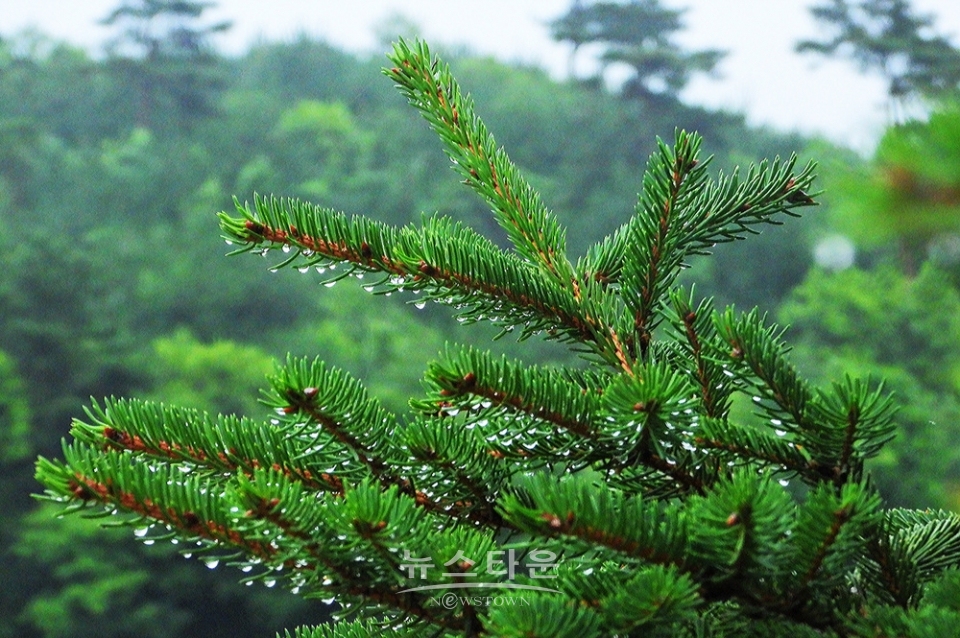 옥구슬 빗방울
