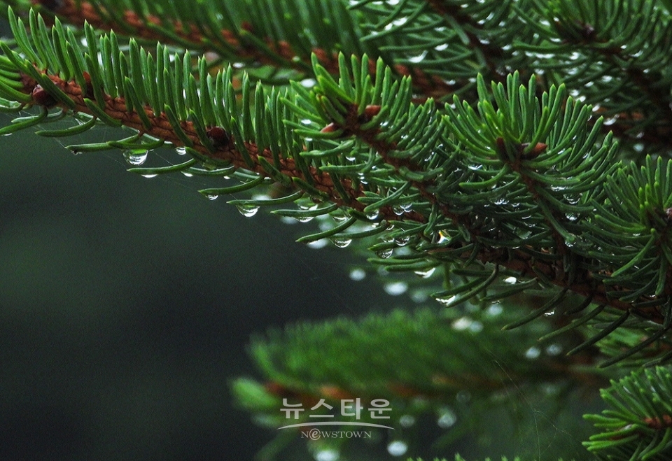 옥구슬 빗방울