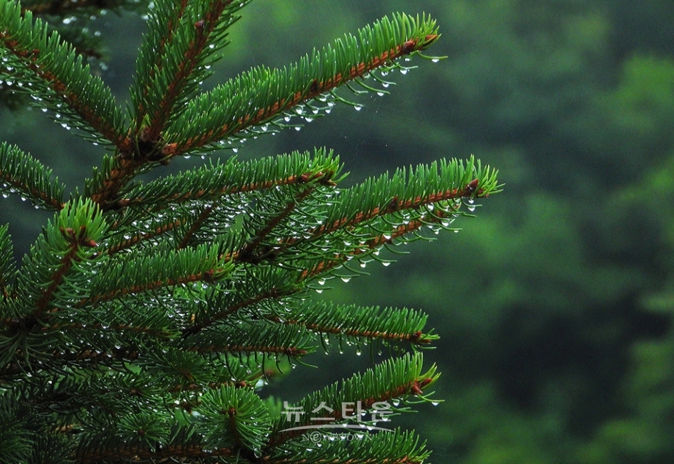 옥구슬 빗방울
