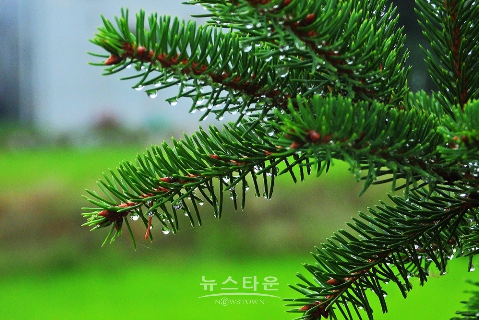 옥구슬 빗방울