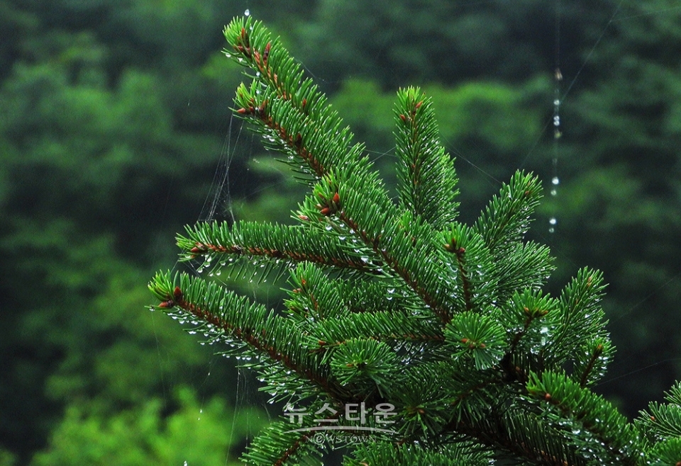 옥구슬 빗방울