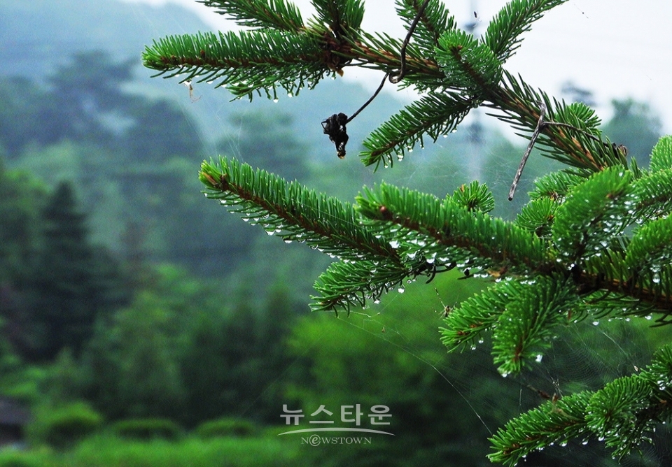 옥구슬 빗방울
