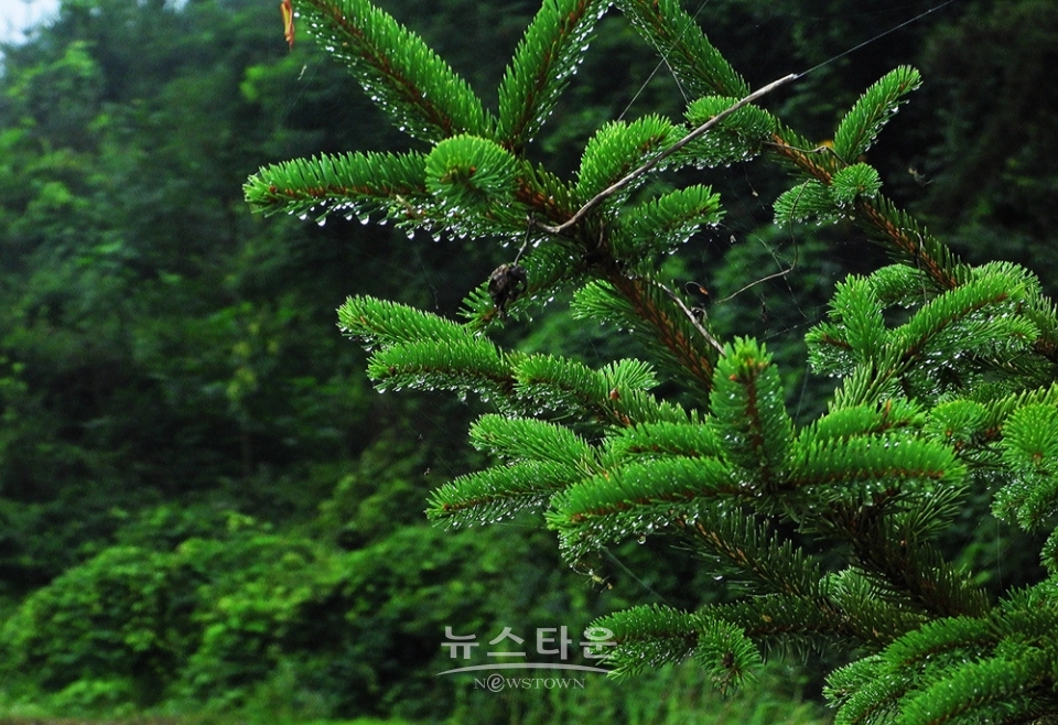옥구슬 빗방울
