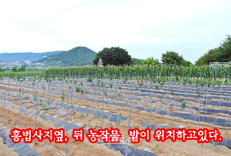 흥법사지삼층석탑(興法寺地 三層石塔),진공대사탑비(眞空大師塔碑)