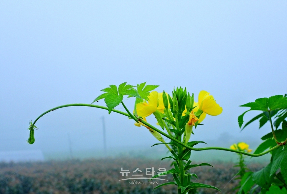 달맞이꽃