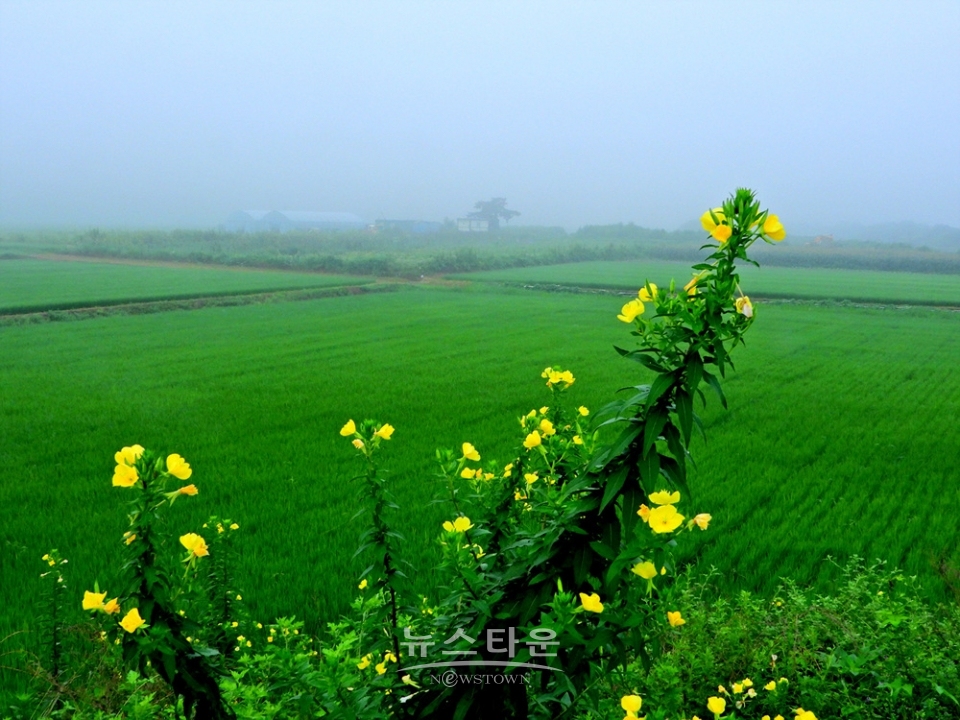 달맞이꽃