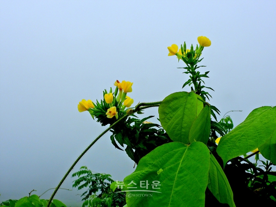 달맞이꽃