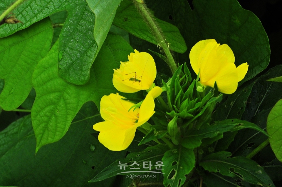 달맞이꽃