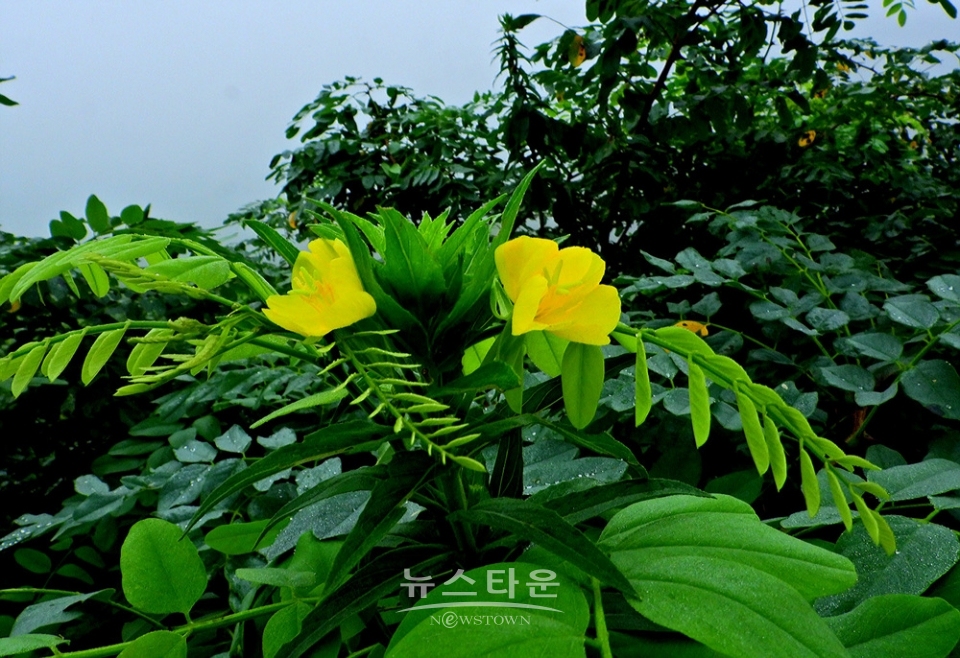 달맞이꽃