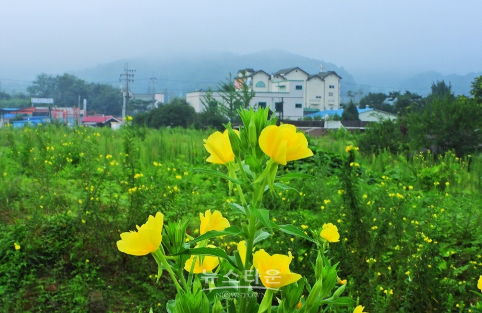 달맞이꽃