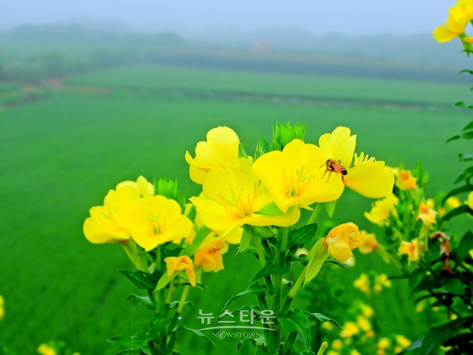 달맞이꽃