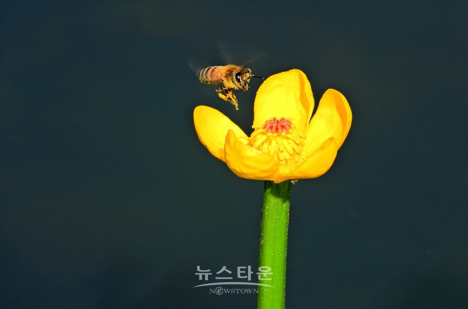 어리연꽃
