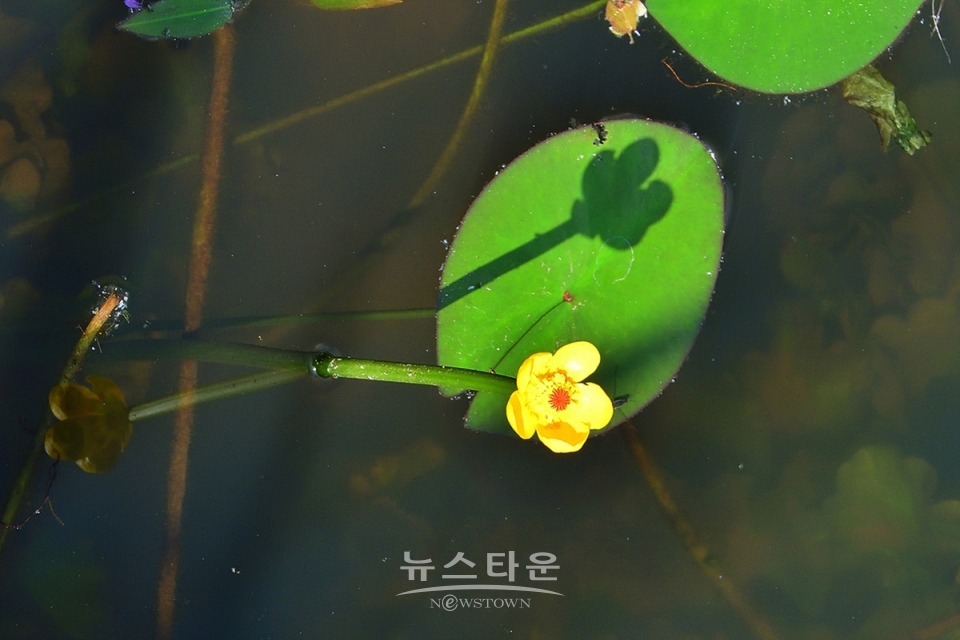 어리연꽃