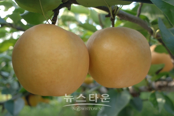 하동 배