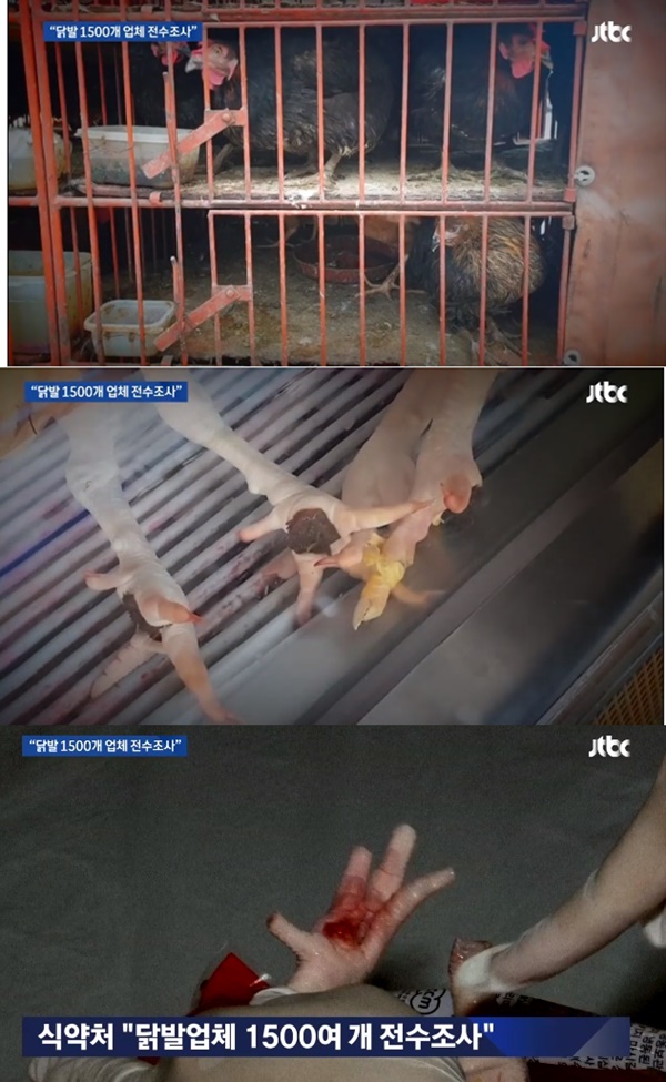 닭발 (사진: JTBC 뉴스 캡처)