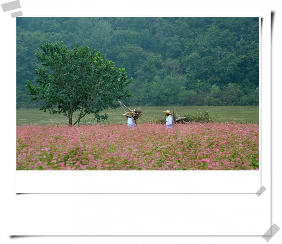 붉은색 메밀꽃