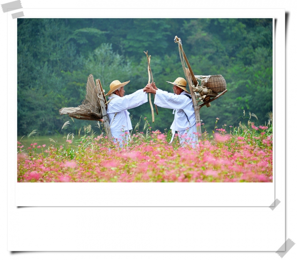 붉은색 메밀꽃