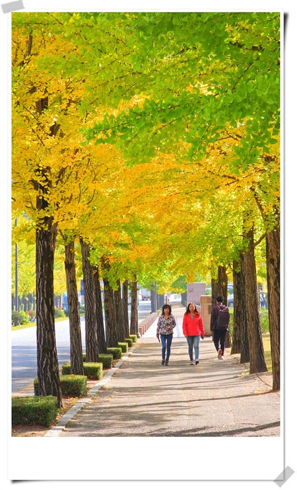 연세대 미래캠퍼스 가을풍경