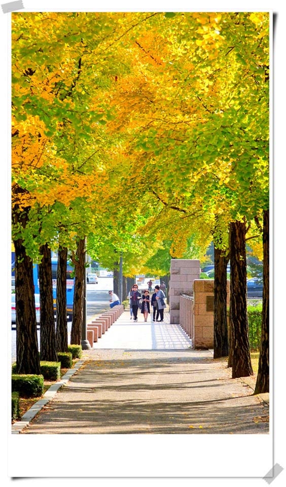 연세대 미래캠퍼스 가을풍경