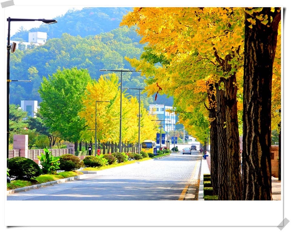 연세대 미래캠퍼스 가을풍경