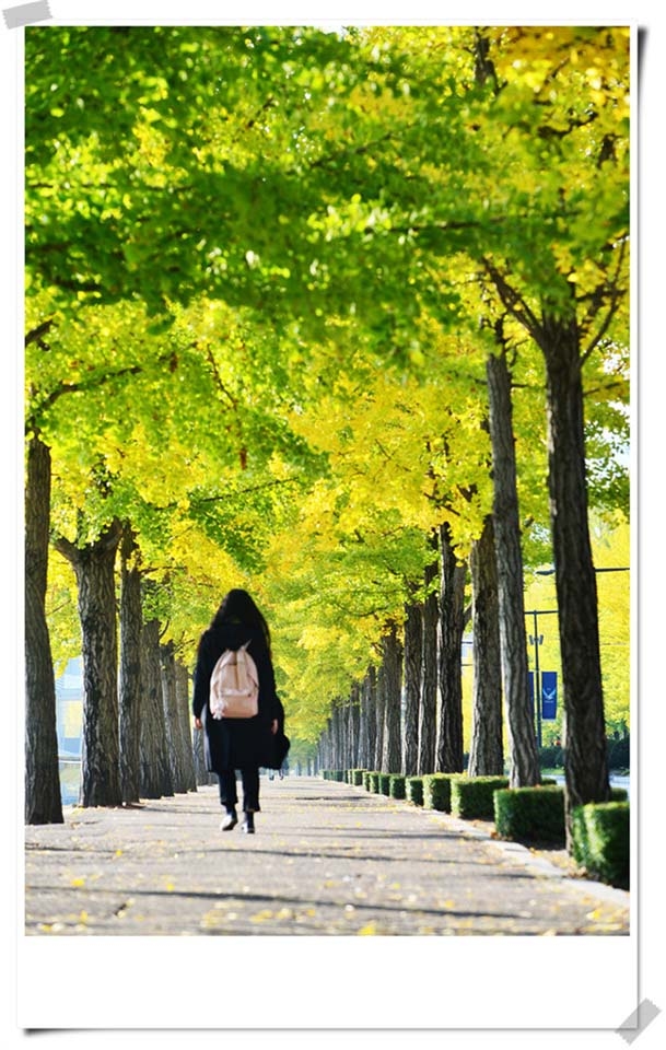 연세대 미래캠퍼스 가을풍경