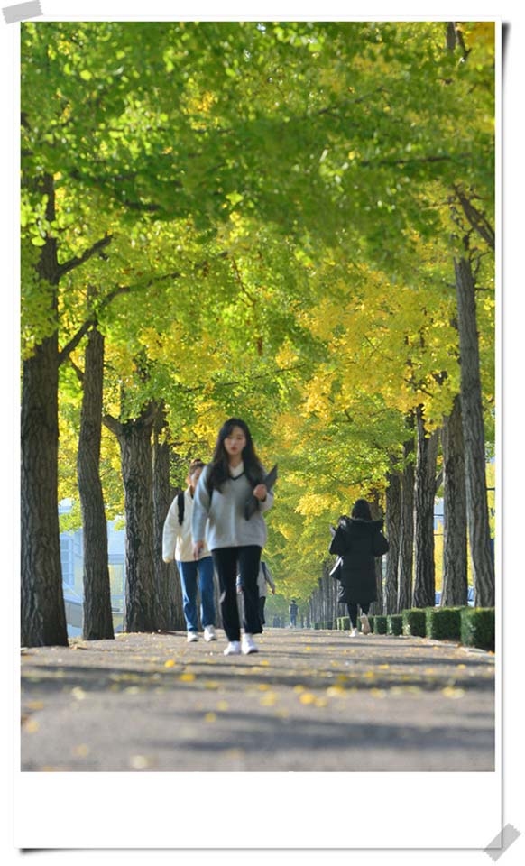 연세대 미래캠퍼스 가을풍경